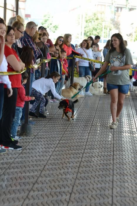 Feria de adopción de mascotas en La Felguera