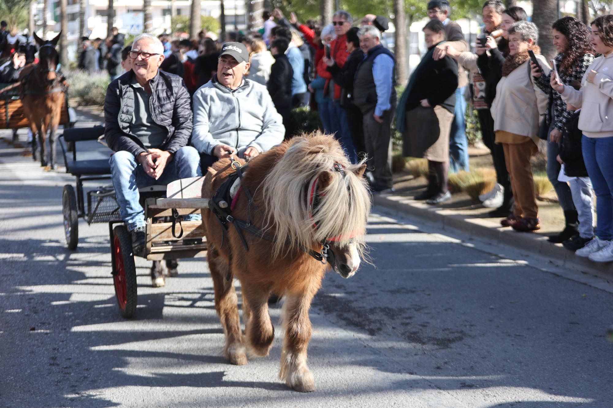 Todas las imágenes de la bendición de animales y el día grande de las fiestas de Sant Antoni