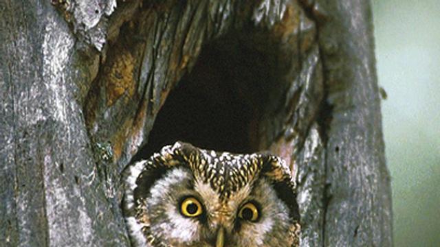 El mussol pirinenc (‘Aegolius funereus’), una au nocturna, serà vigilada amb censos i caixes niu. | SEO BIRDLIFE