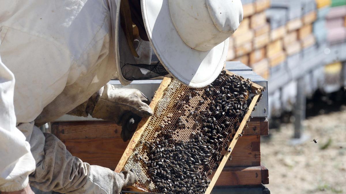 Unos apicultores revisan sus colmenas en Valencia
