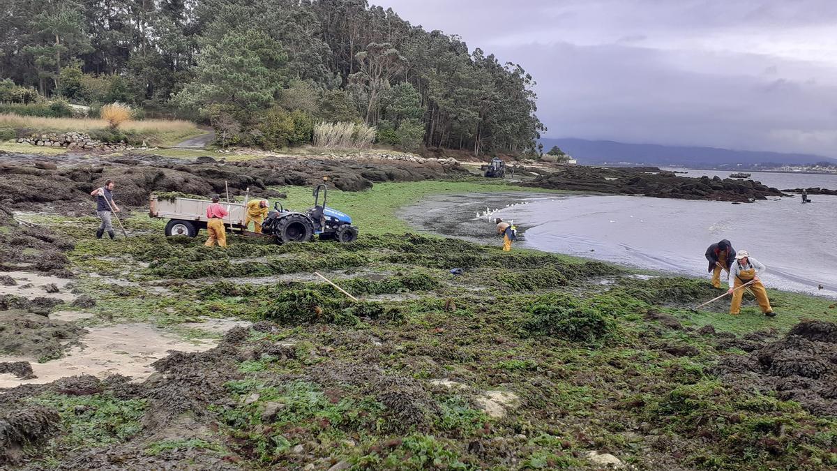 La eliminación de algas en Abanqueiro.