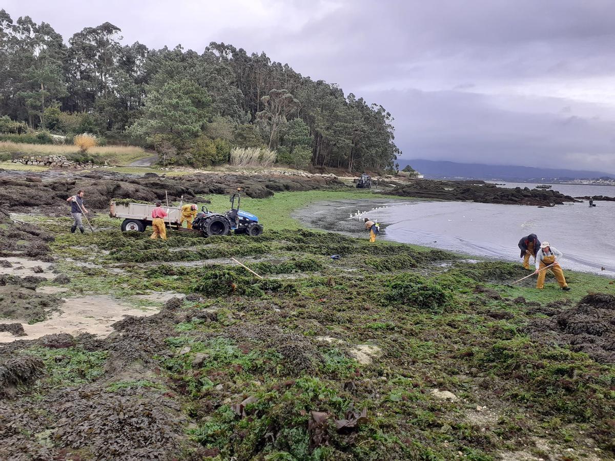 La eliminación de algas en Abanqueiro.