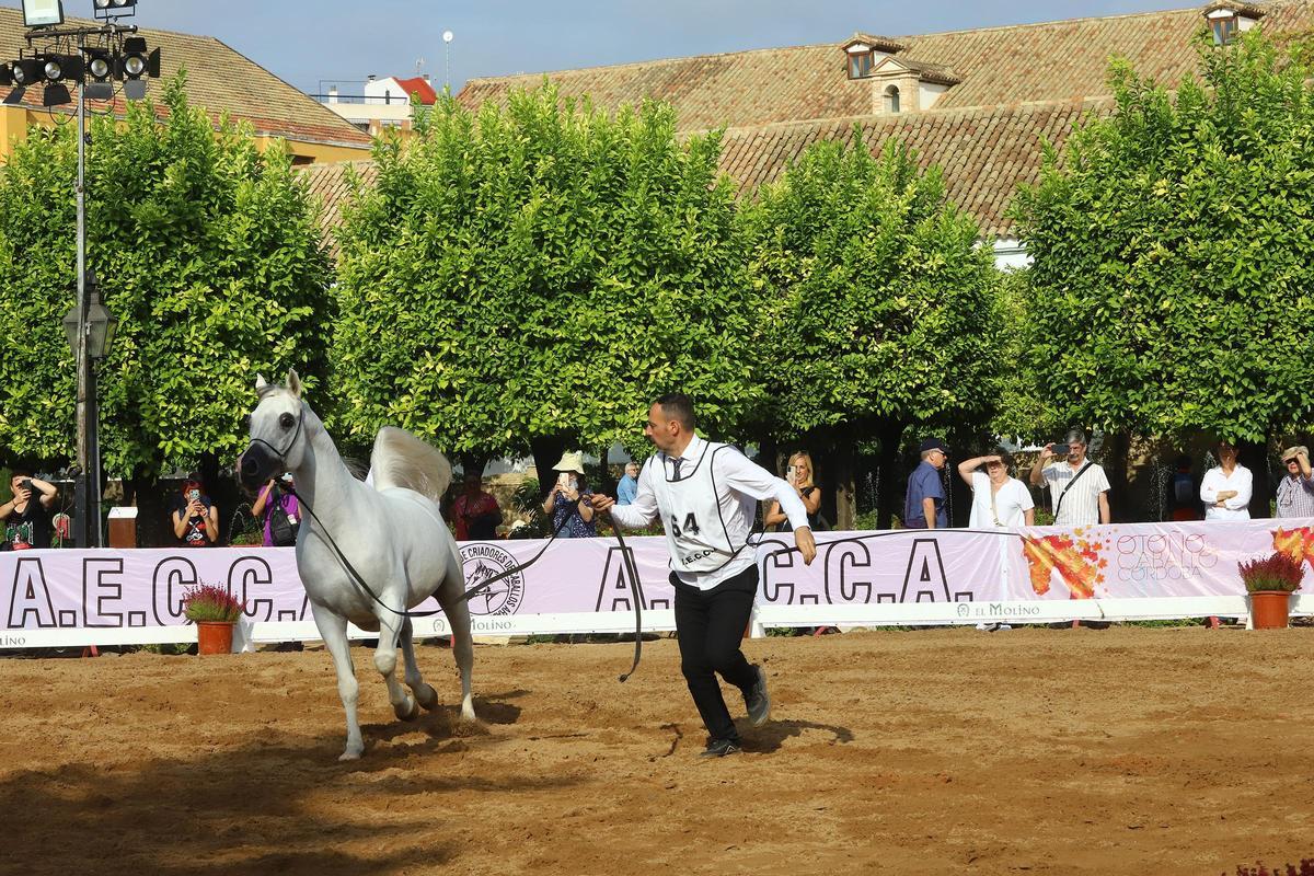 La última jornada del Otoño del Caballo en imágenes La última jornada del Otoño del Caballo en imágenes