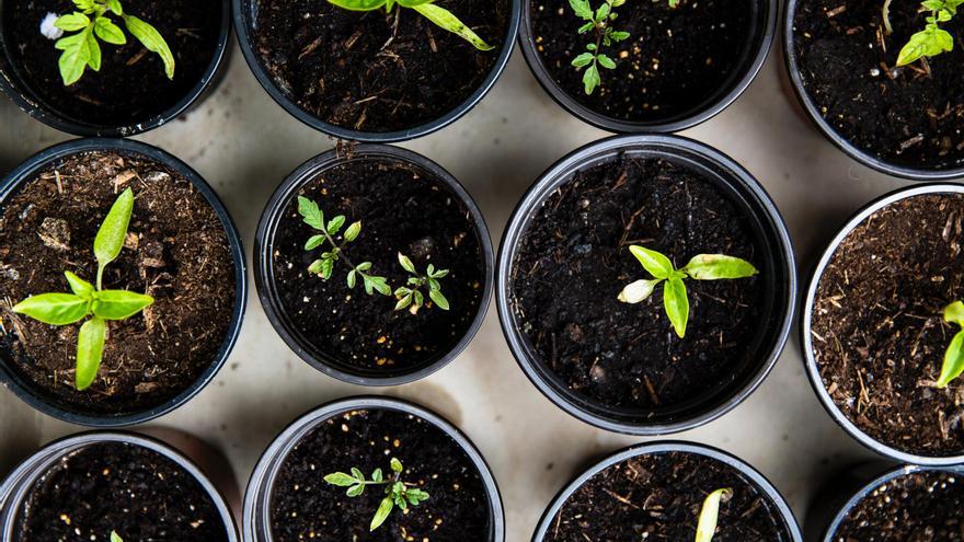 Despídete de las macetas: Crea tu propio jardín en casa reciclando envases de comida con esta solución casera