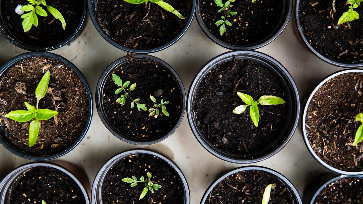 Despídete de las macetas: Crea tu propio jardín en casa reciclando envases de comida con esta solución casera