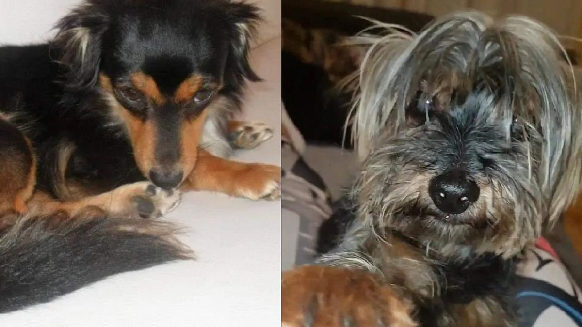 Reyna y Leyko, los perros muertos tras lanzarse por el balcón por la pirotecnia durante la última Noche Vieja