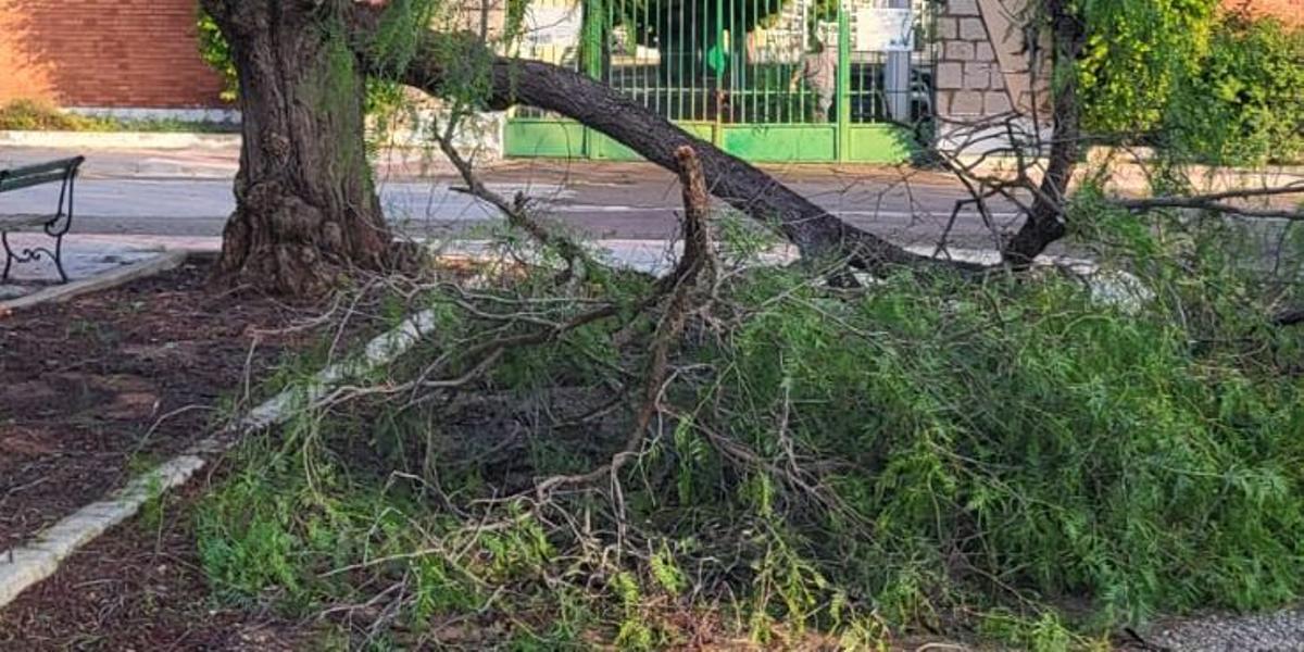 Reforestar los árboles puede hacer que la población se conciencie sobre el medio ambiente.