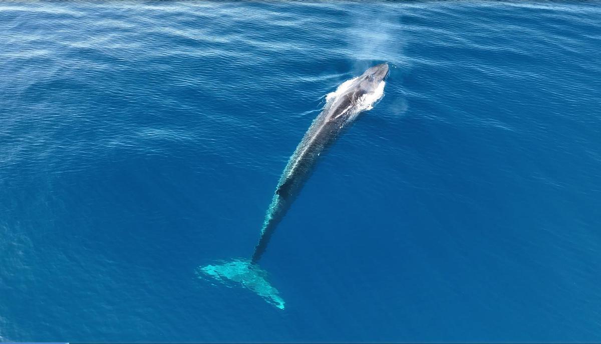 Esplendor de un rorcual desde el aire