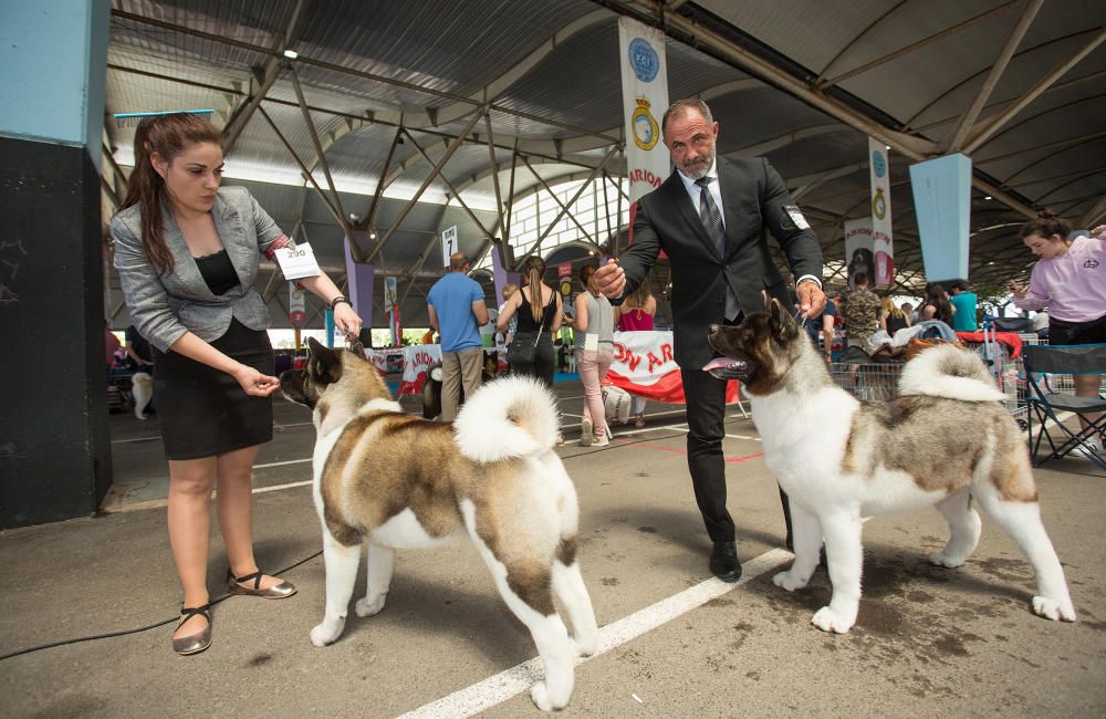 Los mejores perros se dan cita en Castelló