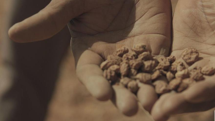 Tigernuts Traders, primera empresa valenciana del sector agroalimentario con el sello &quot;Fair For Life&quot; de Ecocert