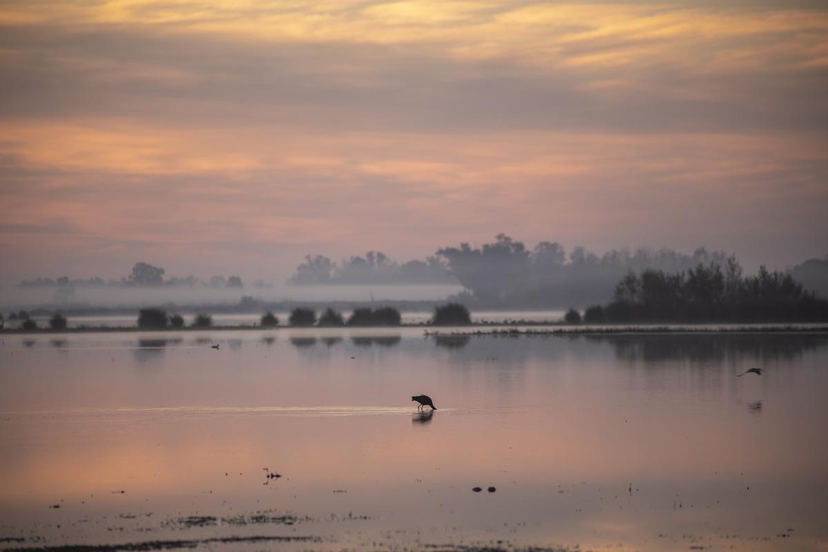 El parque nacional de Doñana.