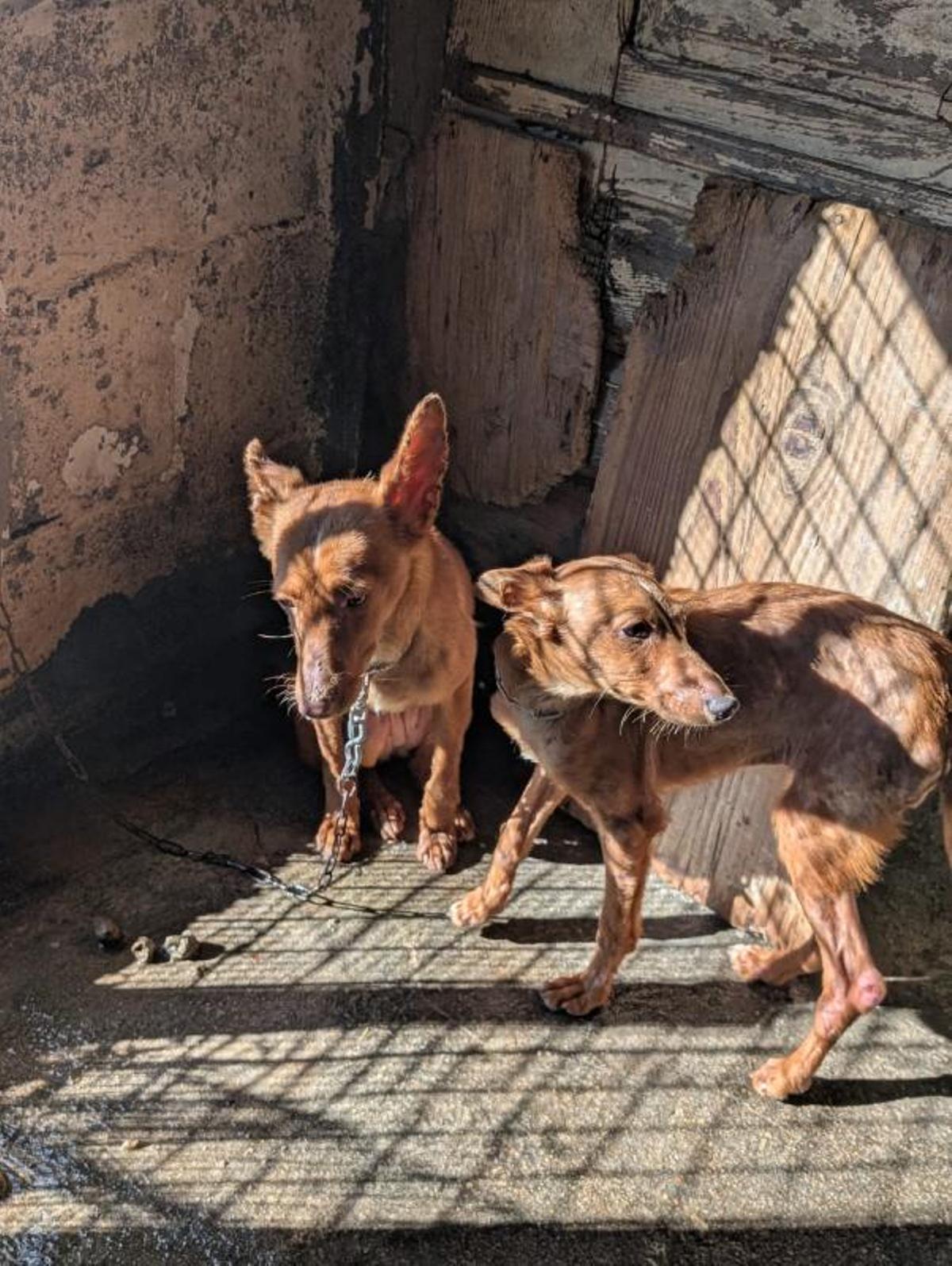 Retiran 22 perros de caza a un vecino de Meira que los tenía enjaulados y escuálidos Retiran 22 perros de caza a un vecino de Meira que los tenía enjaulados y escuálidos