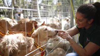 Intercaza se adelanta a junio y la Feria de los Municipios volverá en noviembre en el Centro de Ferias de Córdoba