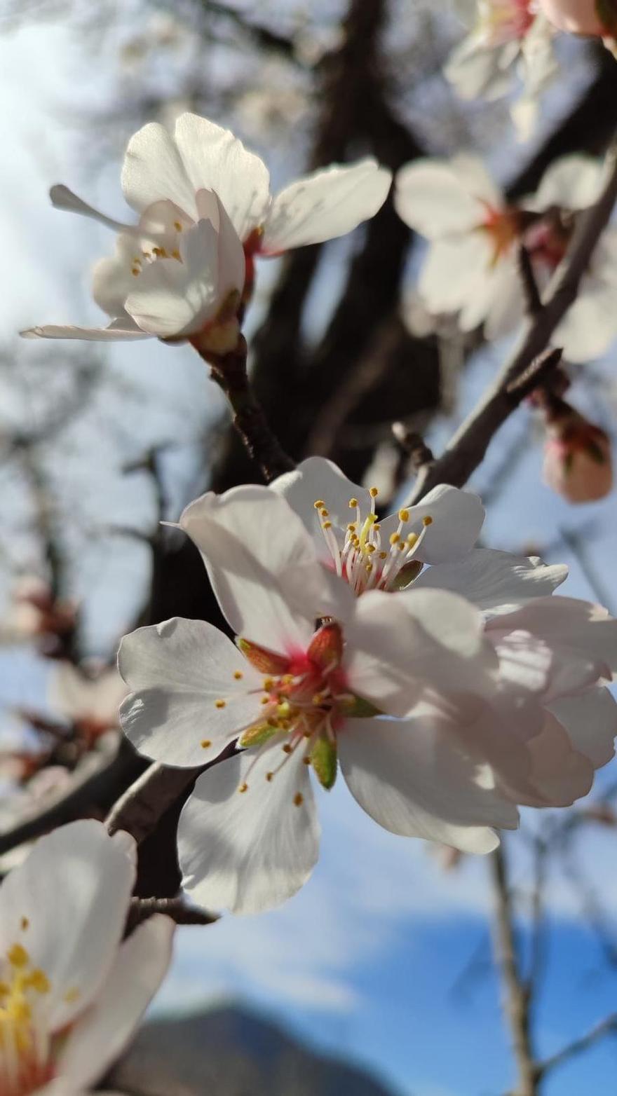 La primavera ja està aquí.