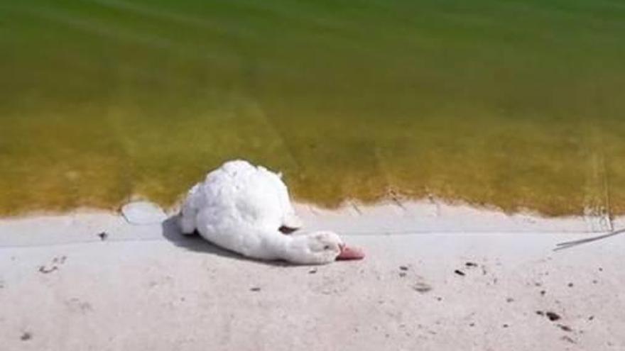 Hallan patos muertos en el estanque de la Playa de San Juan