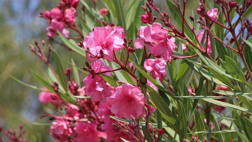 La provincia se viste de flores: El vivero de la Diputación de Badajoz reparte 136 plantas a los municipios de la provincia