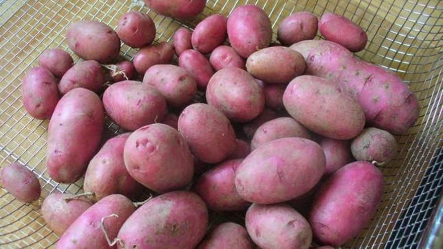 China quiere cultivar patatas en la Luna