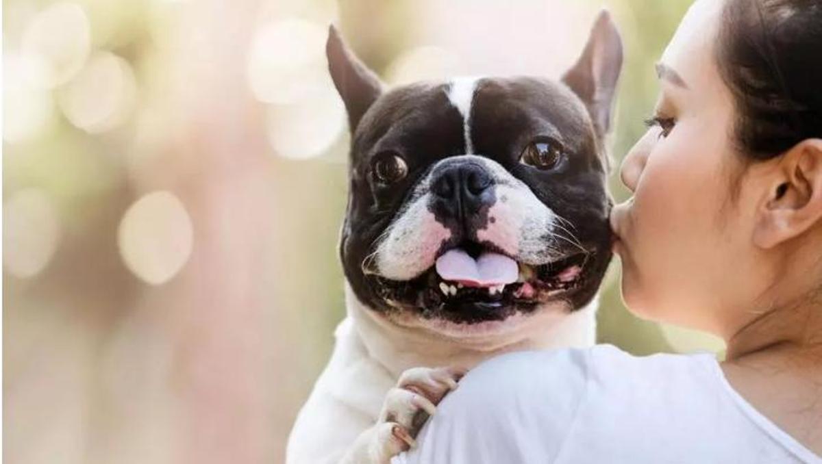 Un buldog francès