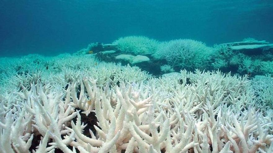 Los corales pueden a ayudar a predecir que un volcán marino entra en erupción