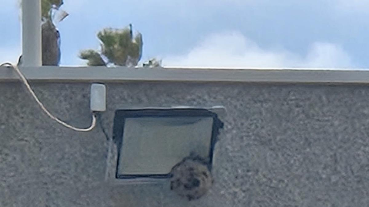 Enjambre de avispas velutinas en una farola del IES Isabel de España, en Las Palmas de Gran Canaria.