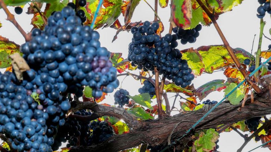 La vendimia de los &quot;tintos del mar&quot; ya se guarda en las bodegas de Meaño