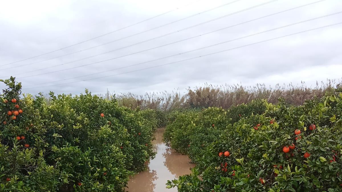 Campo inundado de cítricos, en una imagen de este lunes.