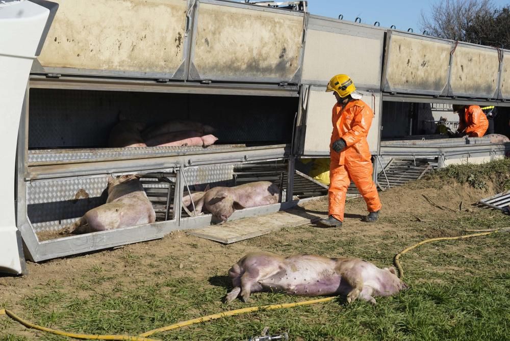 Bolca un camió amb porcs a la Tallada d'Empordà