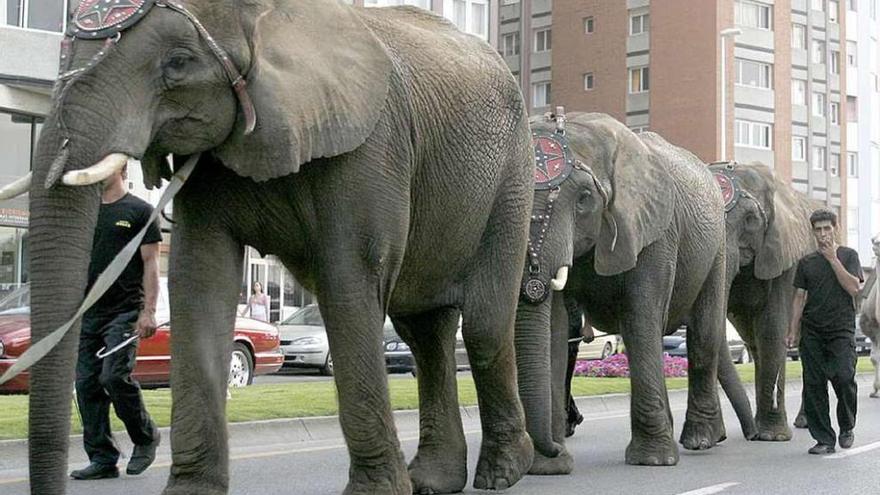 Desfile de elefantes del circo italiano por las calles de Gijón en 2006.