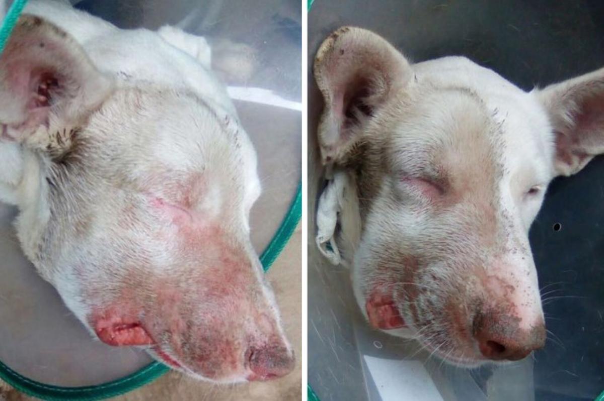 Otro de los perros de la investigación de Elena, con un prurito en la cara.