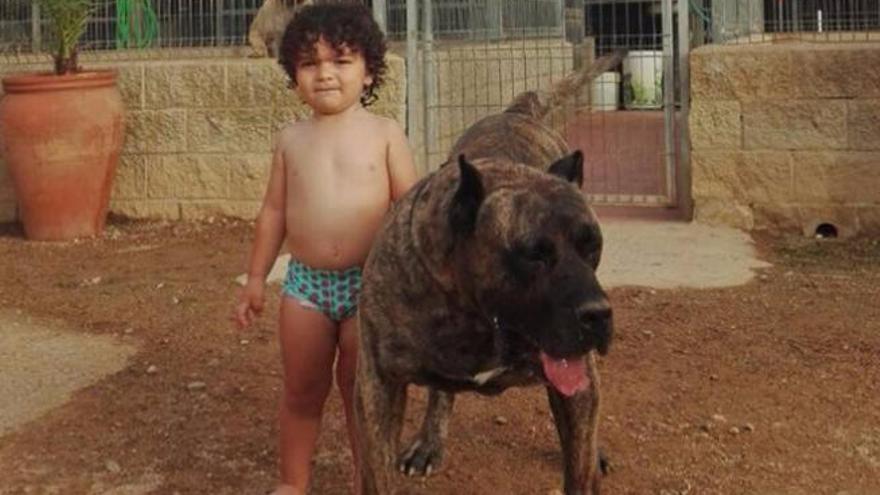 Imagen cedida por la Asociación Dogo Canario para el reportaje con un niño y un perro presa.