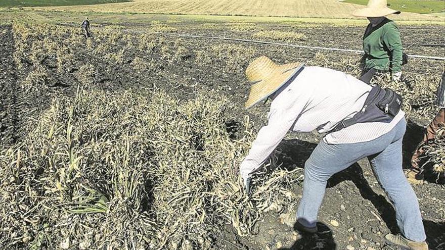 Peonadas y subsidio agrario