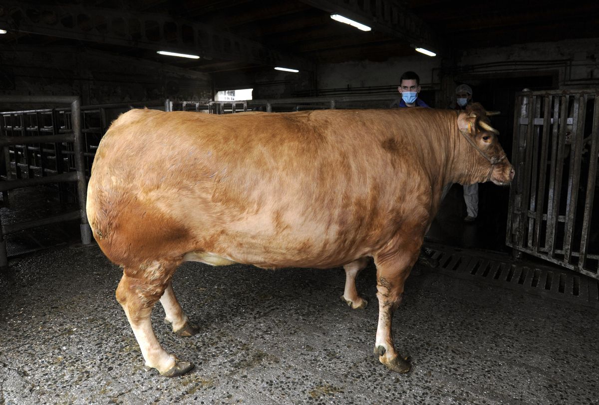 La vaca rubia gallega, en toda su grandeza. // Bernabé/Javier Lalín