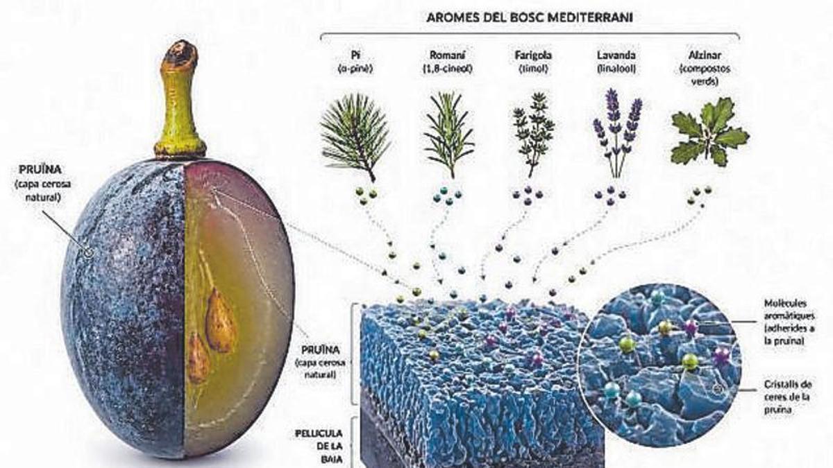 El raïm capta el medi que l’envolta
