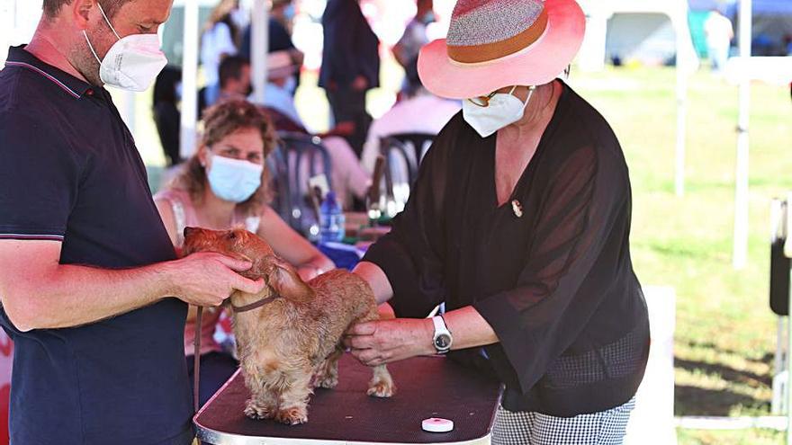 Un participante en el concurso canino en Silleda. |   // BERNABÉ/ANA AGRA