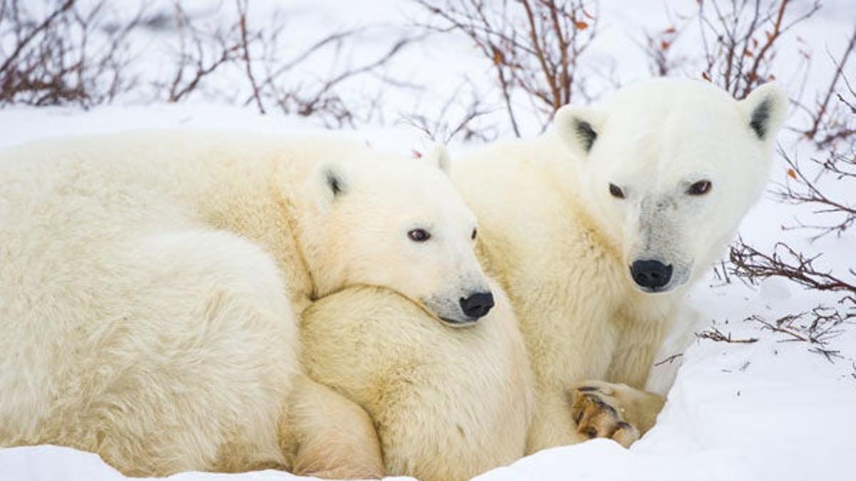 La región ártica acoge en los meses de invierno a 25.000 osos polares