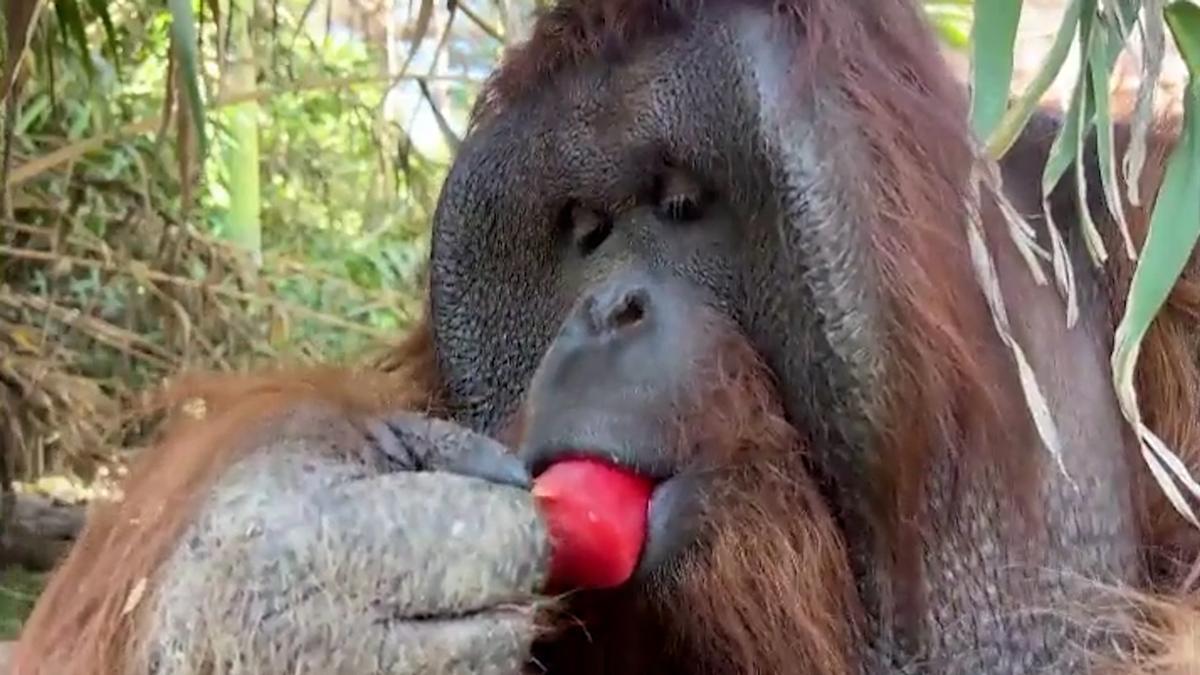 Orangután comindo un helado de frutas en un zoo de Chile