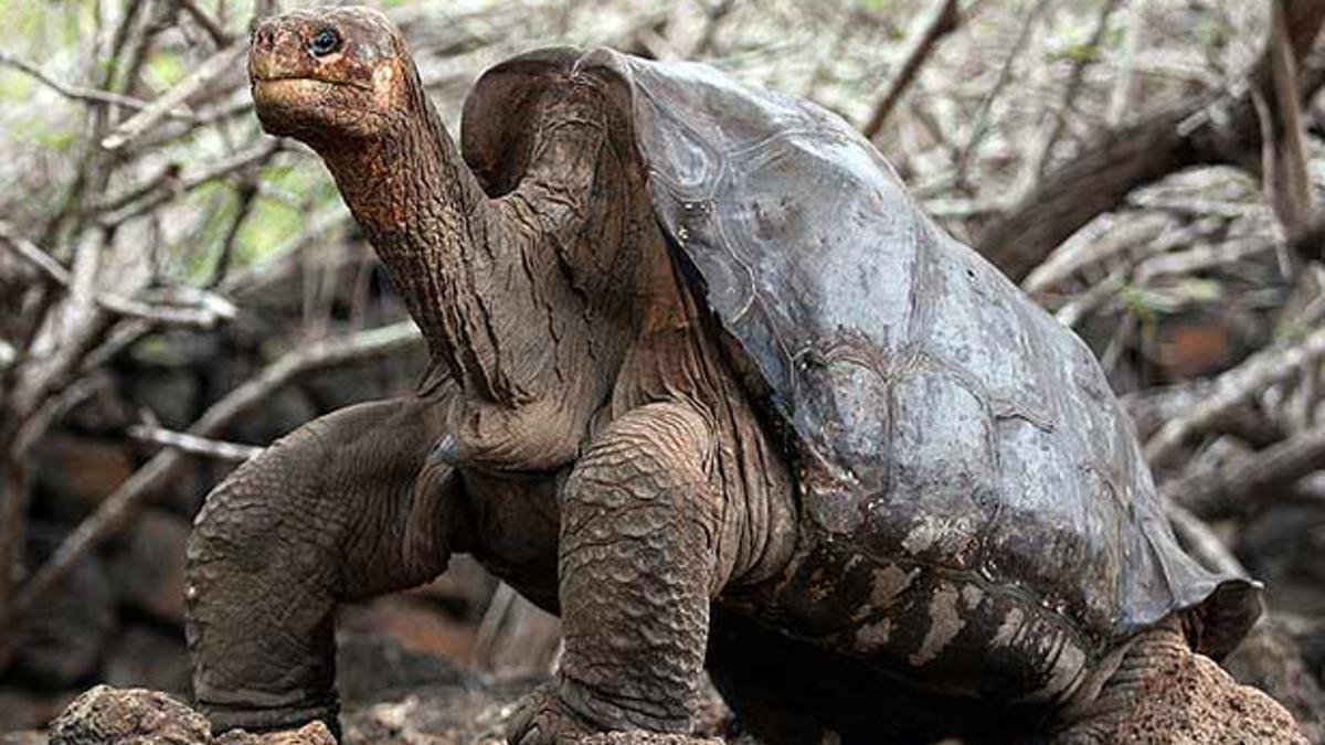 Solitario George, la última tortuga que quedaba de su especie en las islas Galapagos.