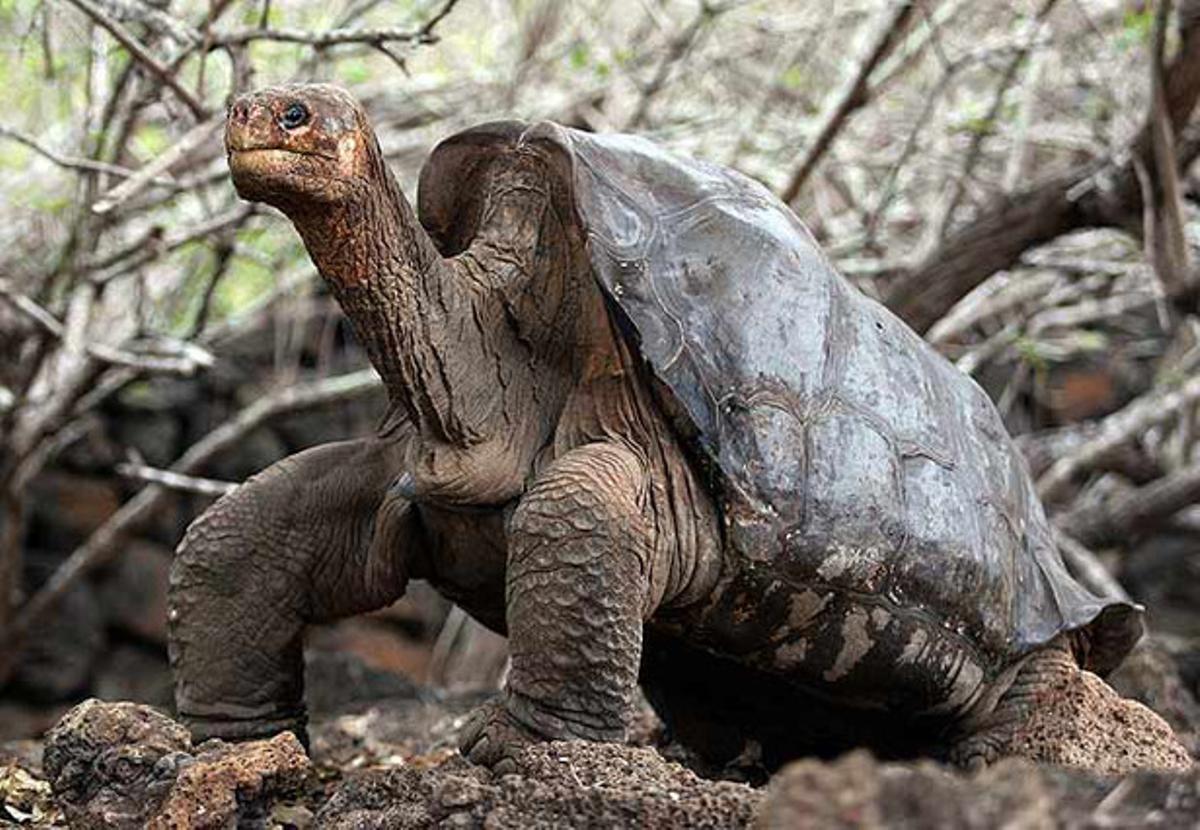 Solitari George, l’última tortuga que quedava de la seva espècie a les illes Galápagos.