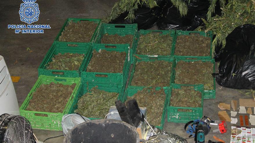 Las plantas de marihuana estaban ocultas dentro de una finca.
