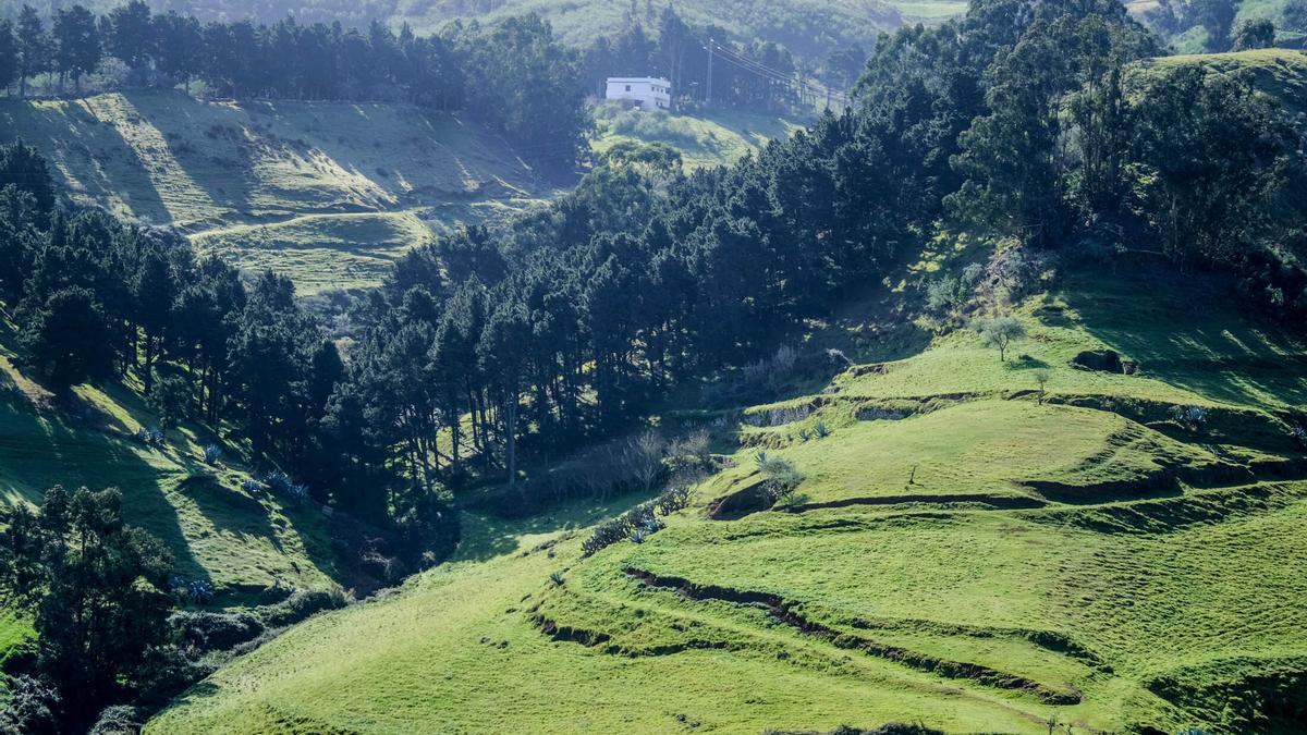 Gran Canaria se 'disfraza' de verde