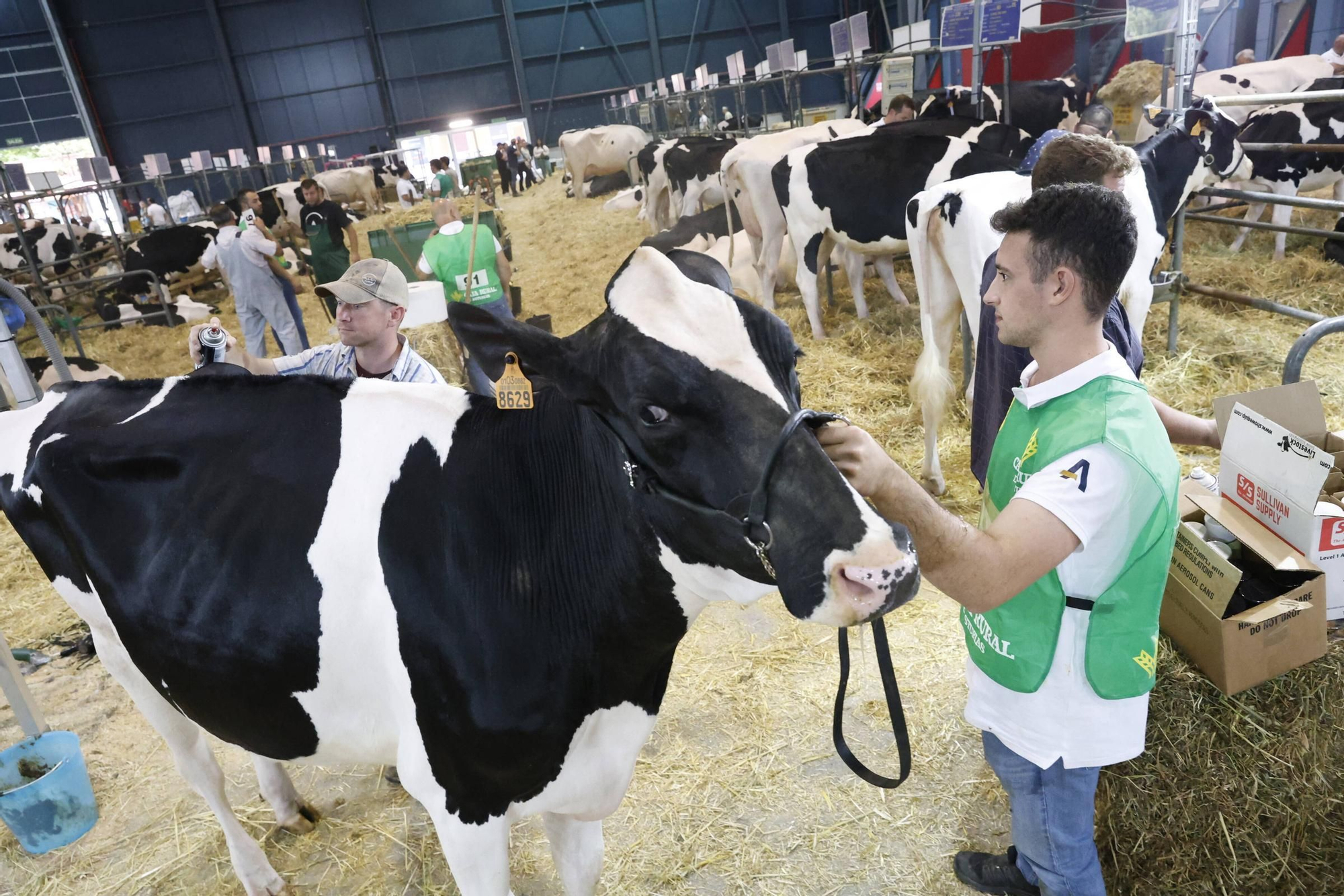 El concurso en Gijón de la mejor vaca de Asturias, en imágenes