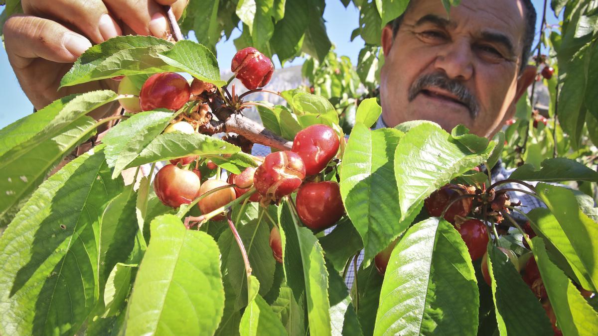 Cerezas agrietadas por la lluvia en la zona de Planes.