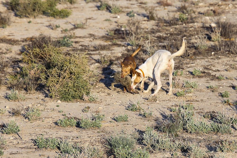 Diez mil cazadores inician la temporada de caza del conejo