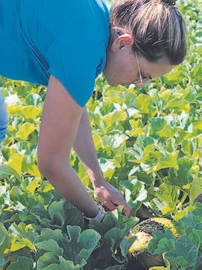 Die Agraringenieurin Maria Marqués prüft eine &quot;Marinera&quot;-Melone.