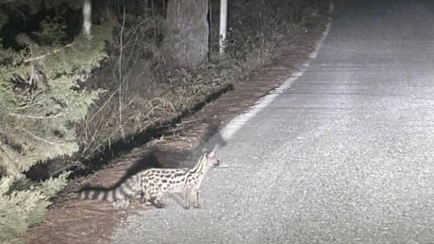 Conductor, cuidado que cruza la gineta