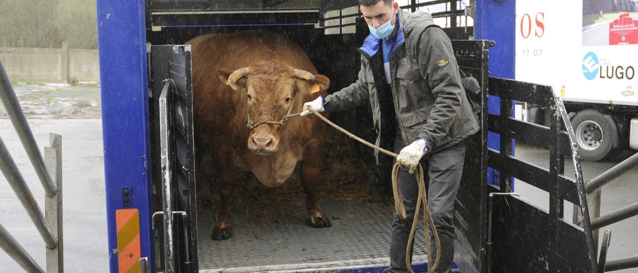 Una rubia gallega de récord