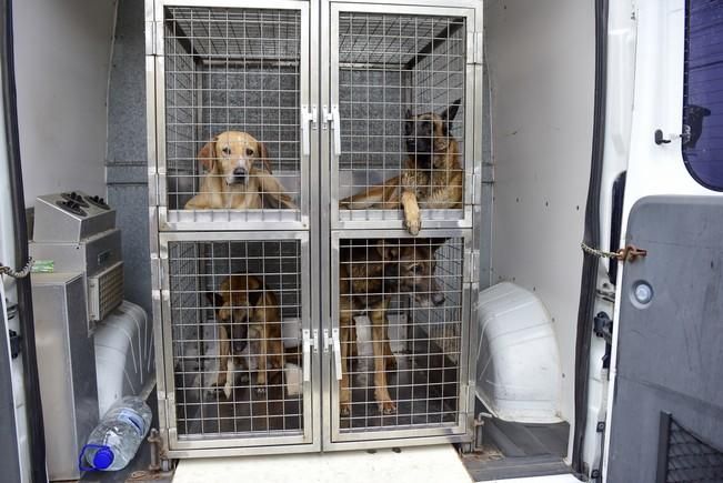 Reportaje a la Unidad Canina de la Policia ...