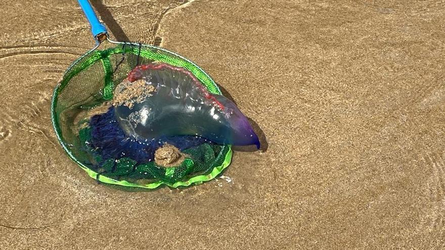 Carabela portuguesa retirada en aguas de la playa de Barru este viernes.