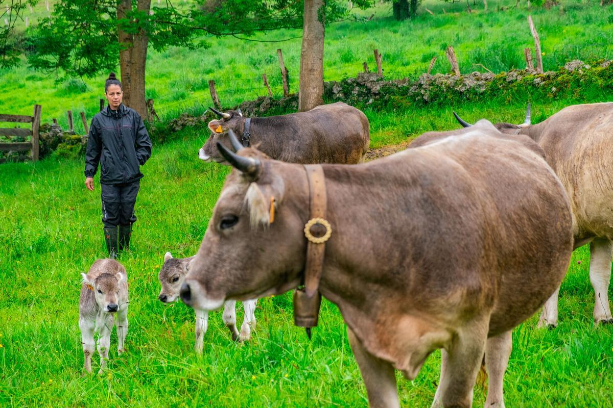 Ganadería en Asturias.