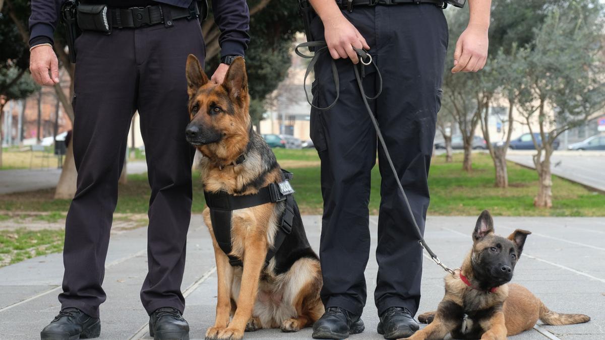 La Policía Municipal de Vildecans hará una exhibición con sus perros el viernes.